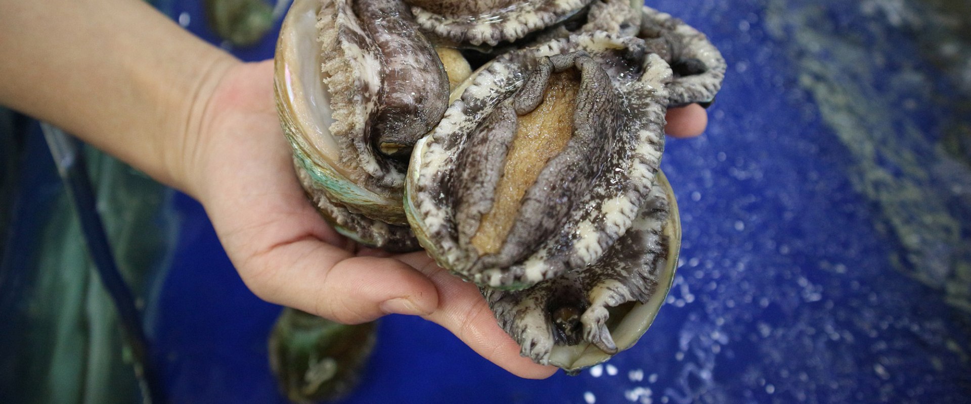 Why Are Some Abalones Are so Expensive While Some Are so Cheap