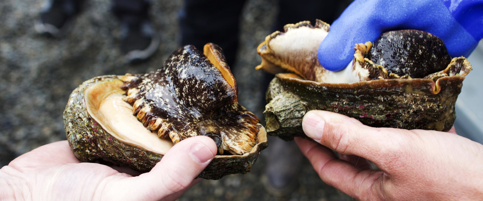 Where does the best abalone come from?