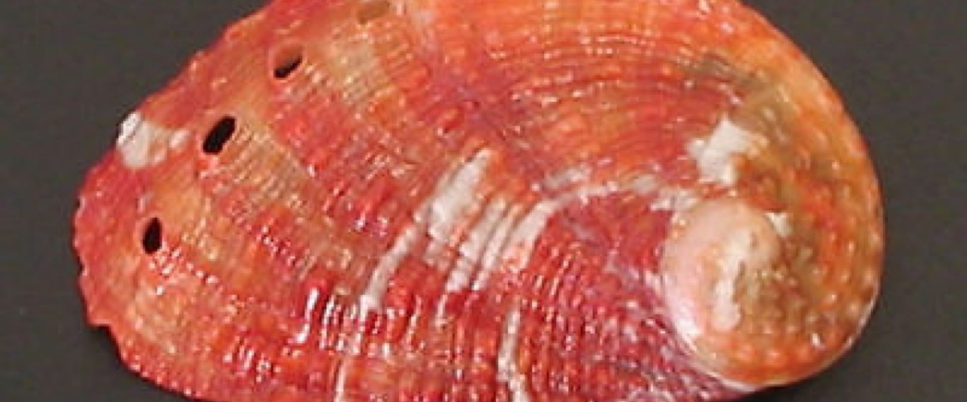 Which Abalone is the Best Choice for Your Meal?
