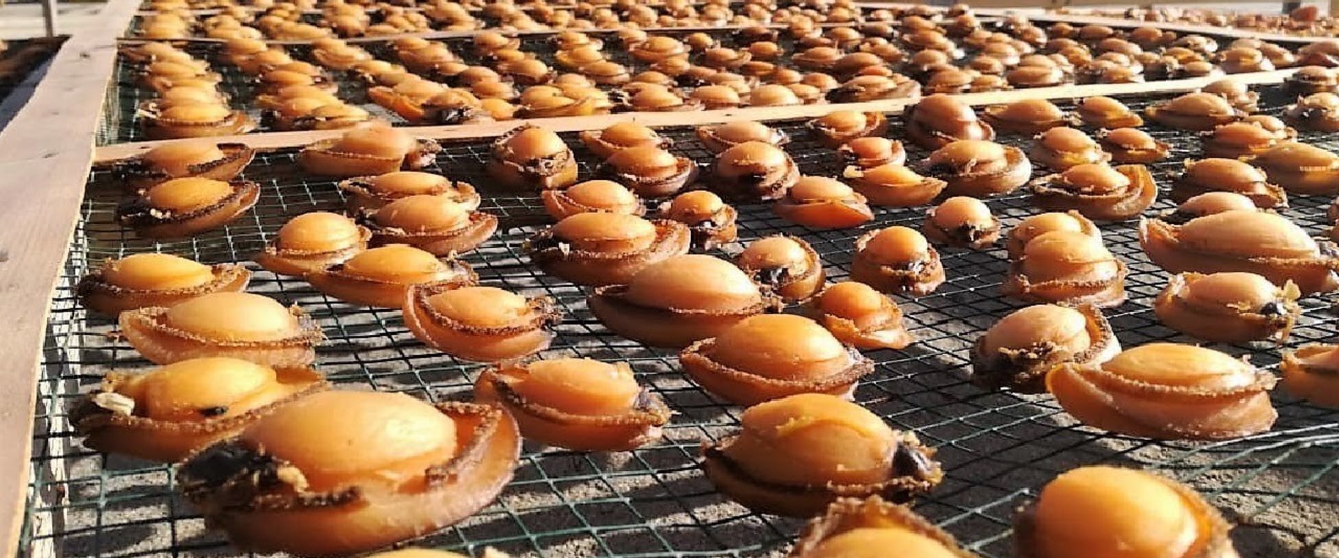 Exploring the Unique Flavor of Chilean Canned Abalone: A Journey to the Depths