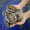 Why Are Some Abalones Are so Expensive While Some Are so Cheap