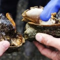 Where Does the Best Abalone Come From?
