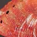 Which Abalone is the Best Choice for Your Meal?