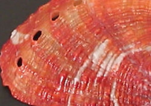 Which Abalone is the Best Choice for Your Meal?